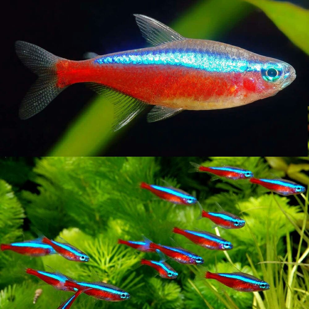 Tetra Fish
