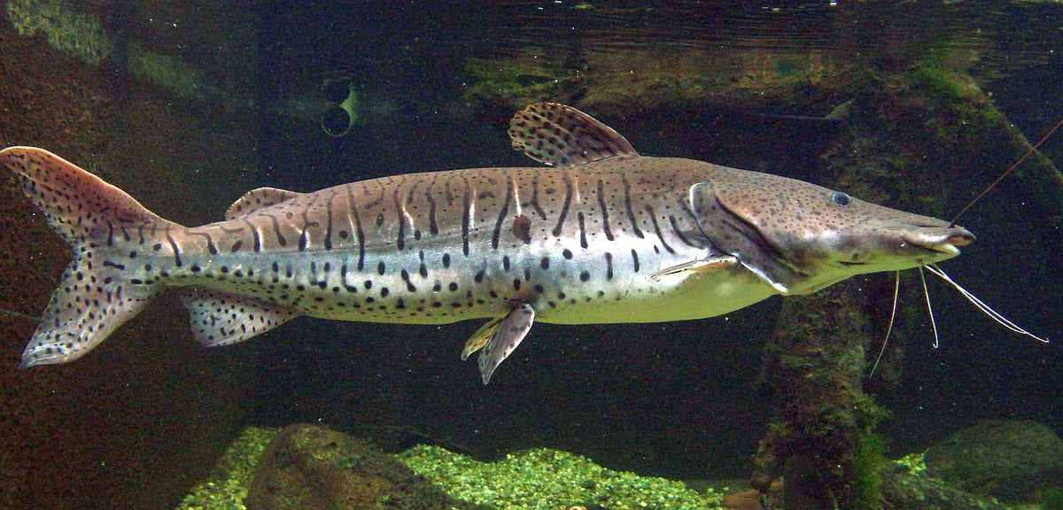 Tiger shovelnose Catfish