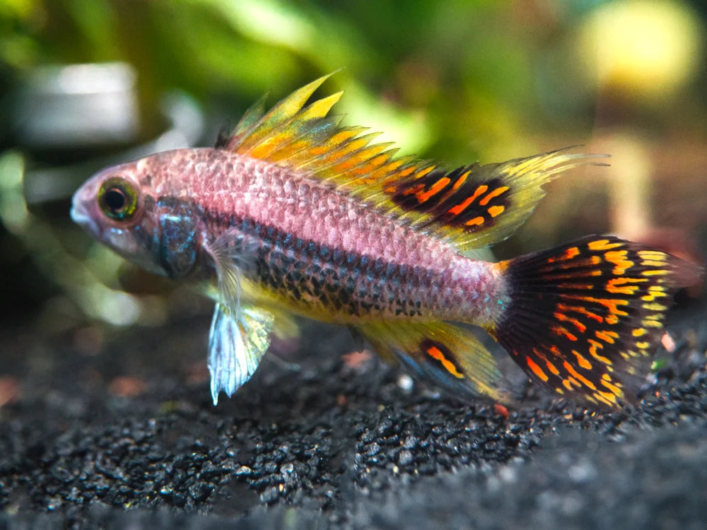 Cacatuoides Triple Red Female (Per Fish)