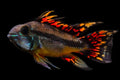Cacatuoides Triple Red Female (Per Fish)