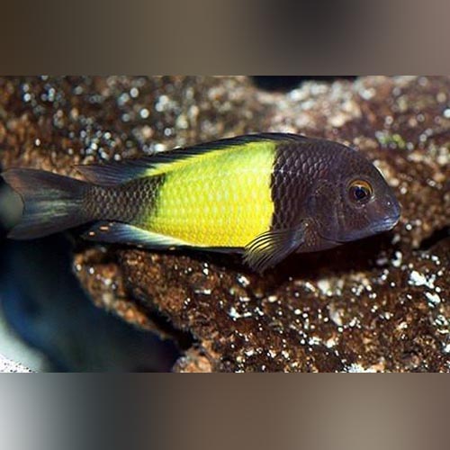 Yellow Band Tropheus