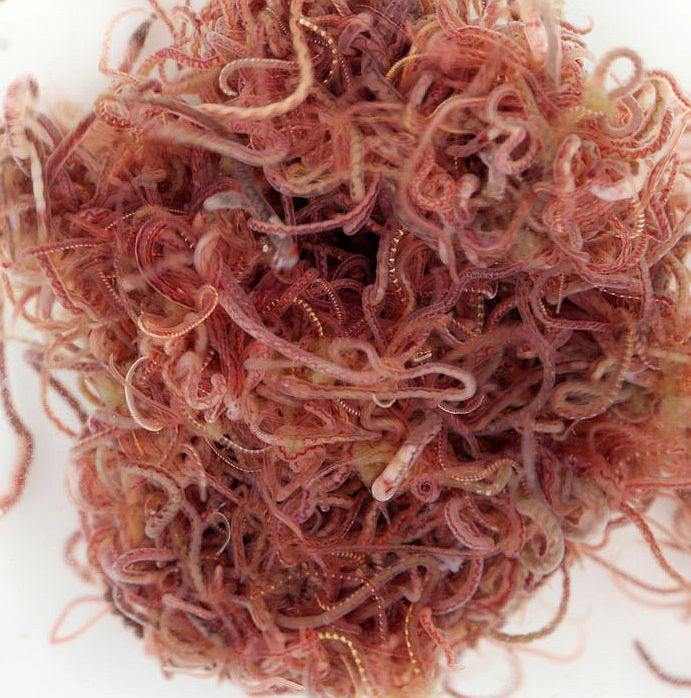 Tubifex Worms (1 Packet)