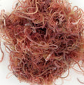 Tubifex Worms (1 Packet)