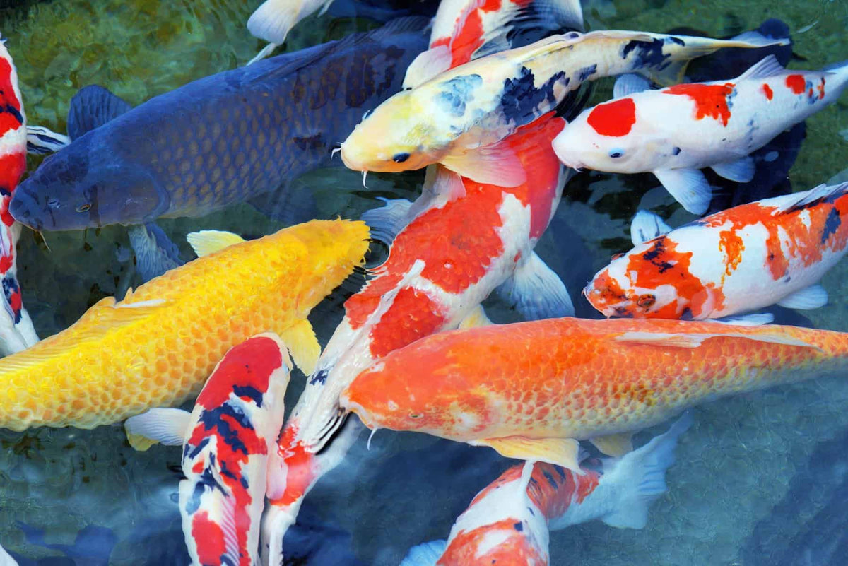 Koi Carp