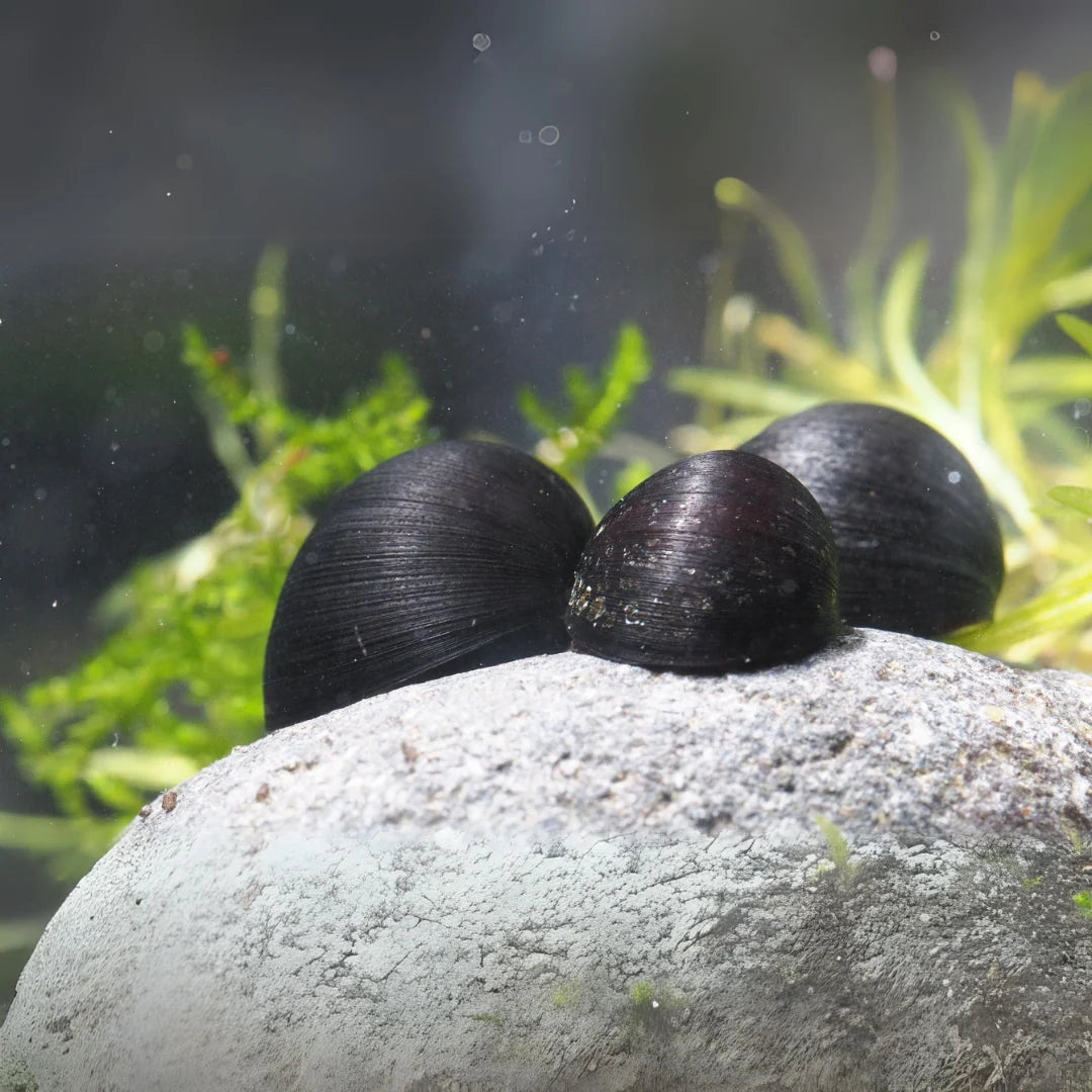 Military Helmet snail