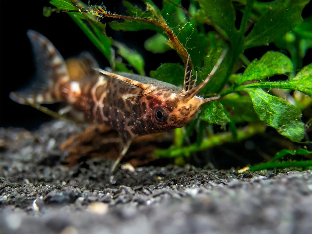 Upside Down catfish