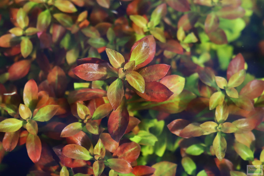 Ludwigia repens