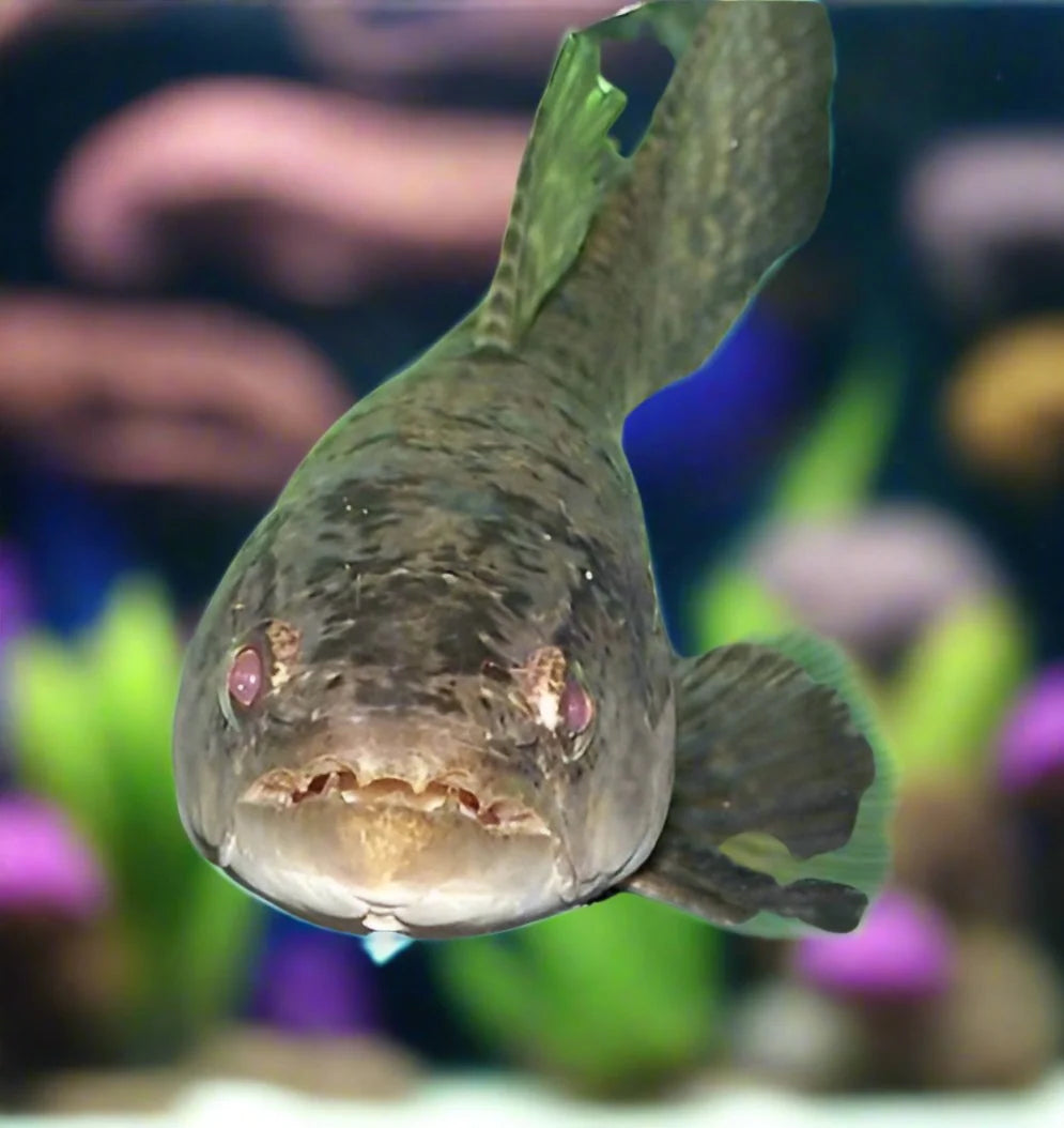 Wolf Fish