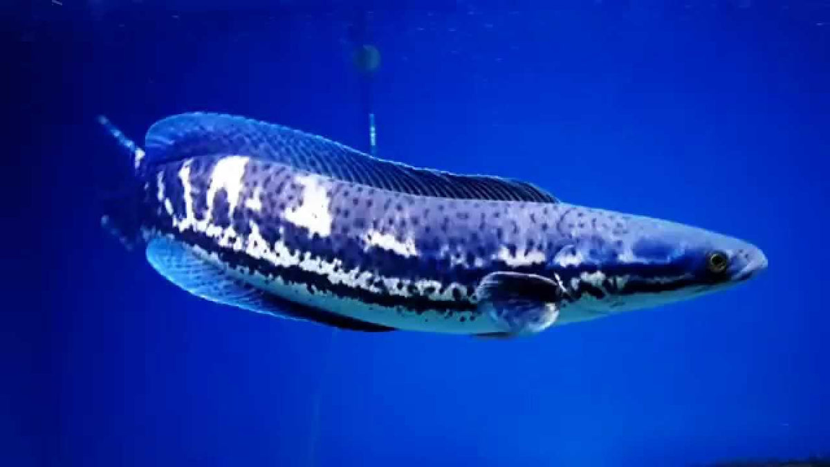 Malabar snakehead (Channa diplogramma)