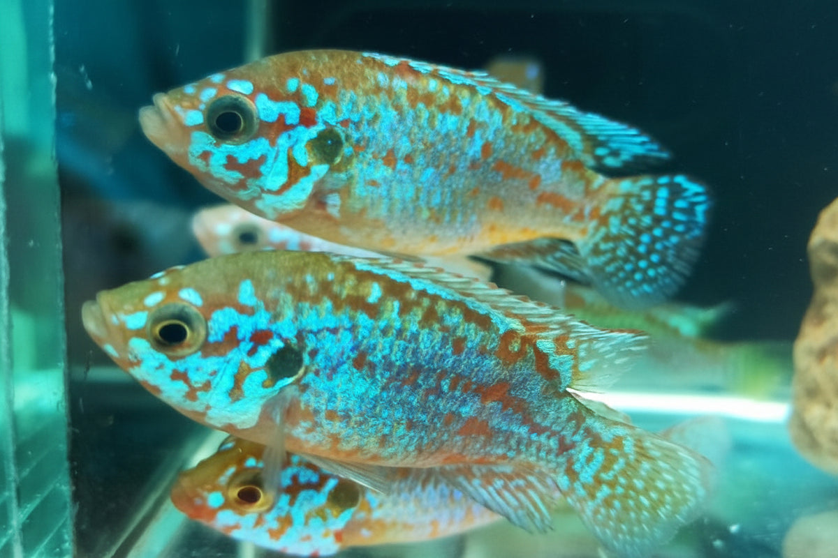 Turquoise Blue Jewel Cichlid