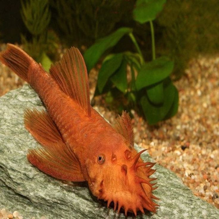 Super Red Bristle nose Pleco 1.5 INCH