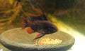 Dark German Blue Ram