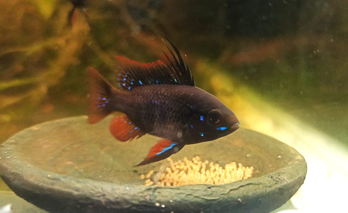 Dark German Blue Ram