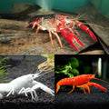 Mixed Crayfish (2 inch per fish)