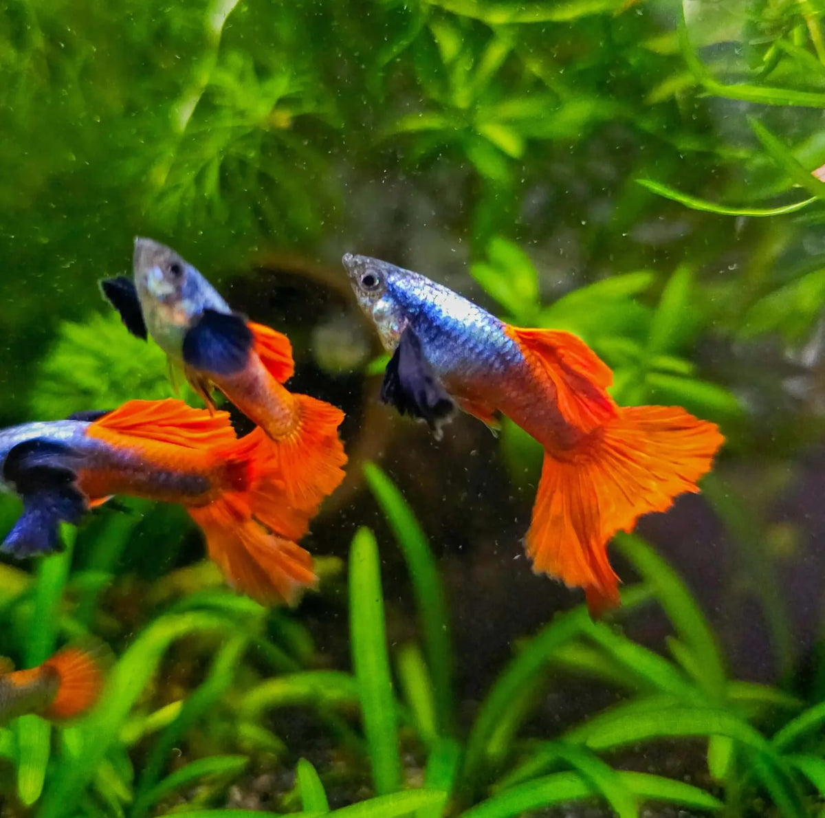 Platinum Red Tail Guppy