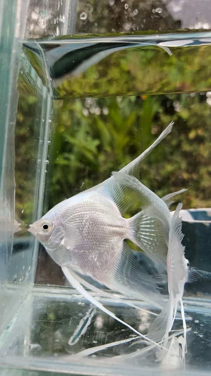 Platinum White Angel Fish