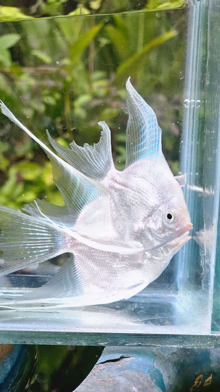 Platinum White Angel Fish