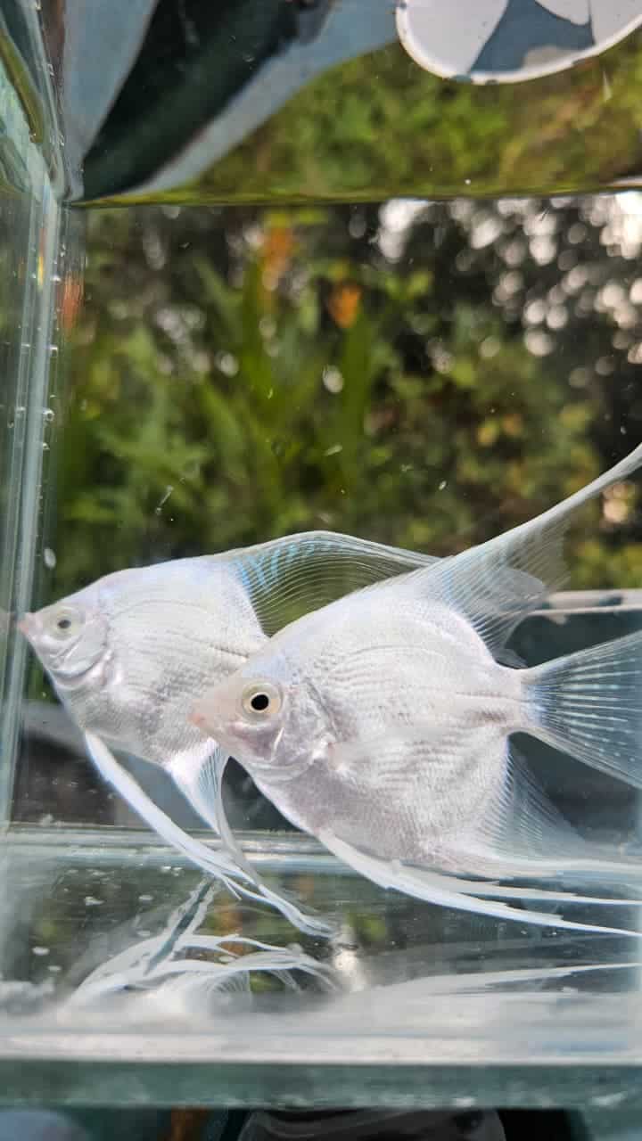 Platinum White Veiltail