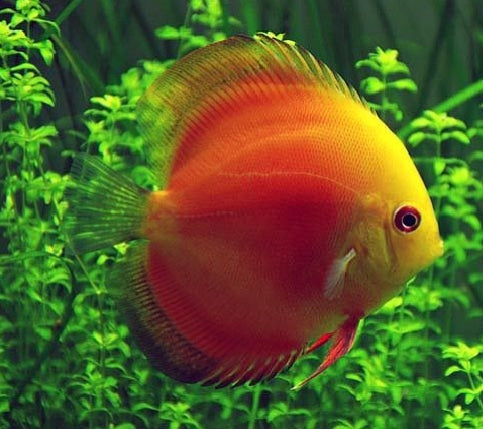 Red melon Discus