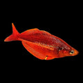 Scarlet Red Rainbow