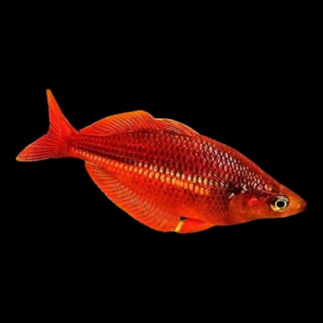 Scarlet Red Rainbow