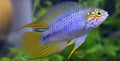 Apistogramma Borellii