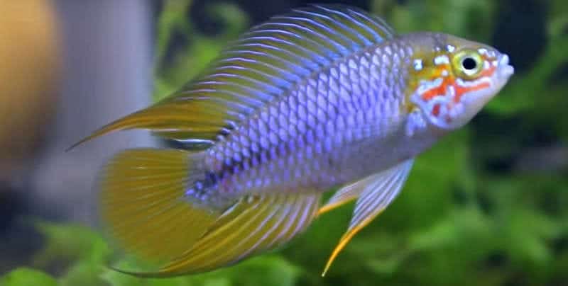 Apistogramma Borellii