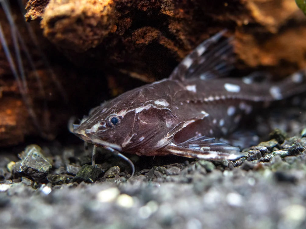 White Spotted Talking Catfish