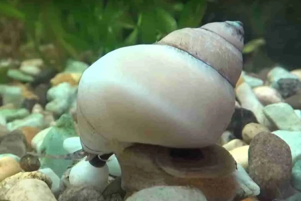 White wizard snail