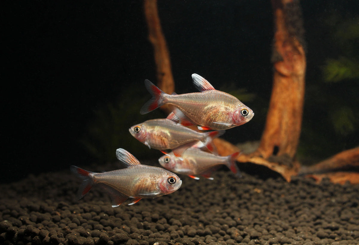White Fin Tetra