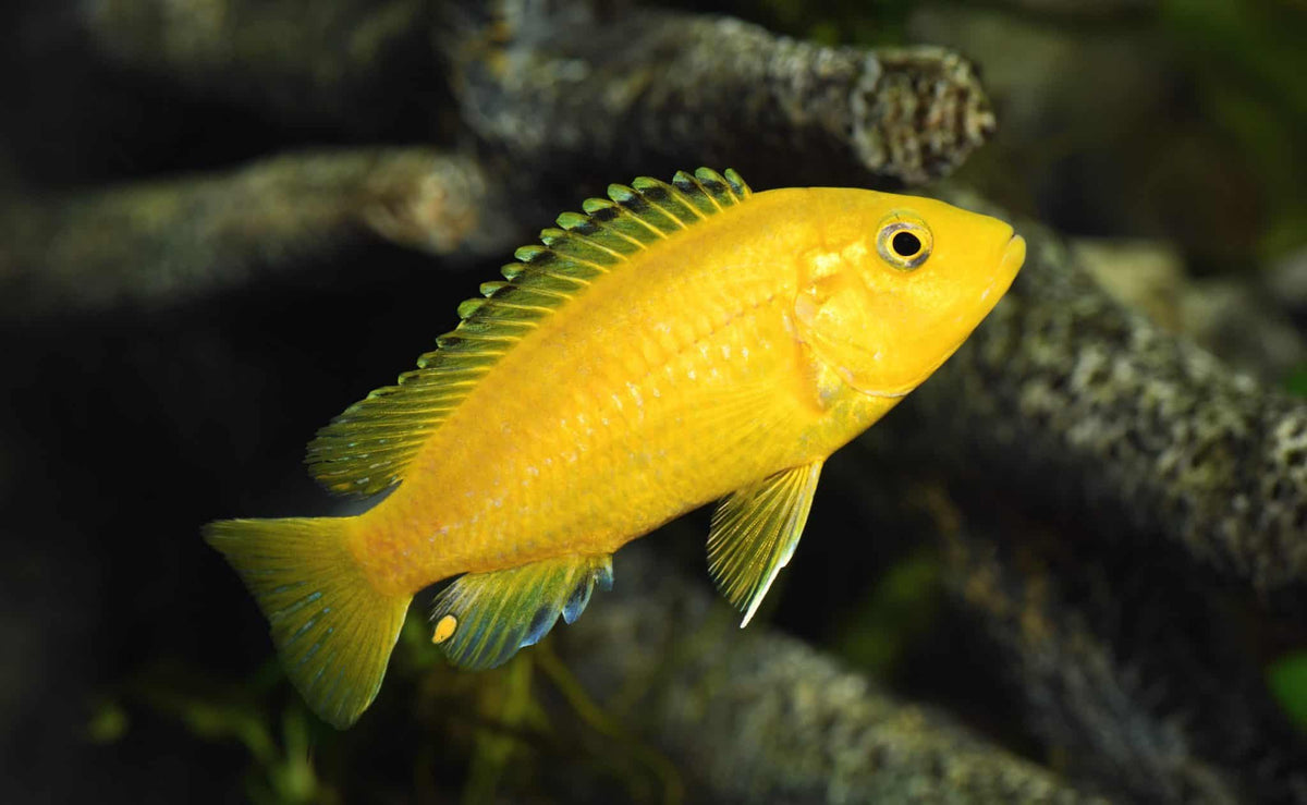 Yellow Lab Cichlid