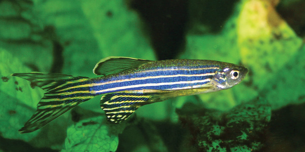 Zebra Danios