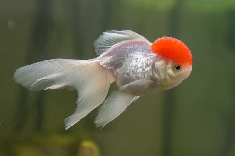 Red Cap Oranda Goldfish