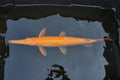Golden gar