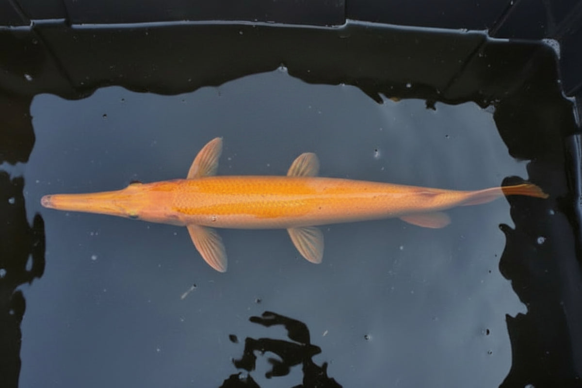 Golden gar
