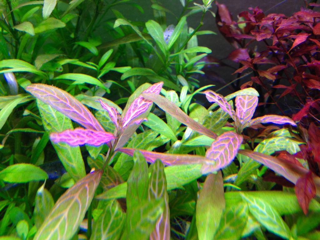 Hygrophila polysperma 'Rosanervig'