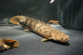 Polypterus endlicheri