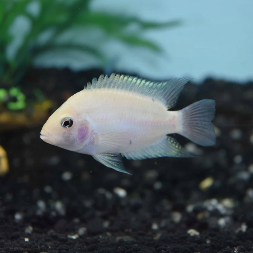 White convict cichlid