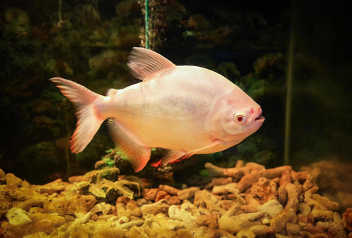 Albino pacu
