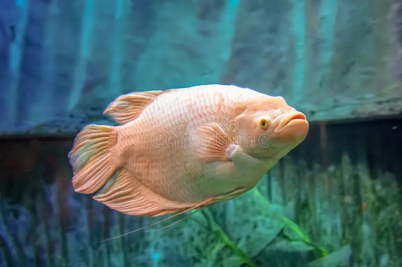 Albino Giant Gourami 2.5"+