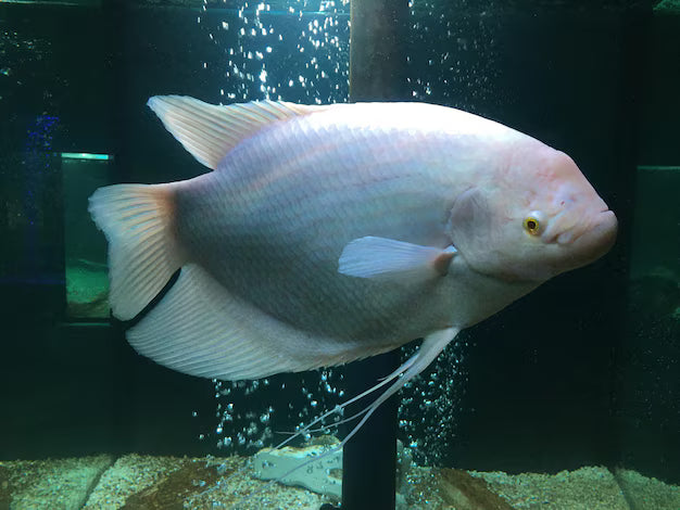 Albino Giant Gourami 2.5"+