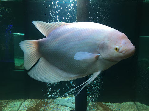 Albino Giant Gourami 2.5"+