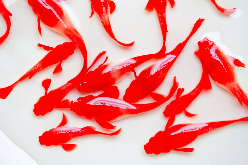 Red Ear Koi pair
