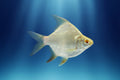 Silvery-white albino tinfoil