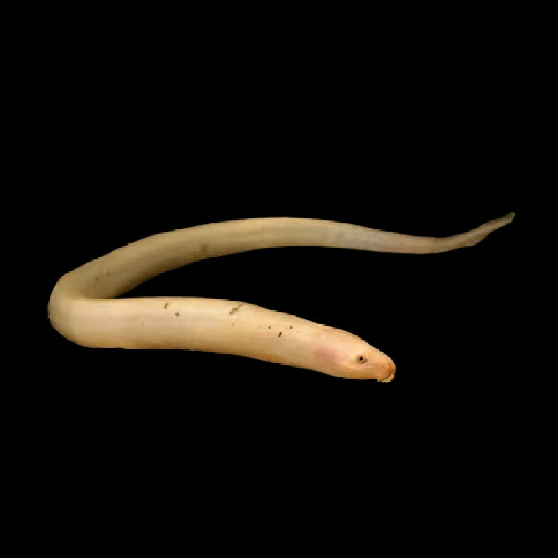 Albino Swamp Eel