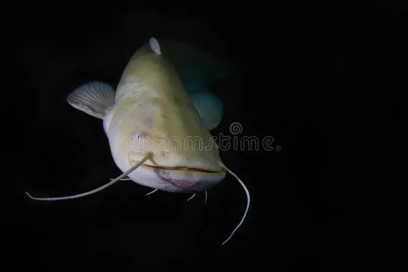 Albino Wels Catfish