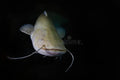 Albino Wels Catfish