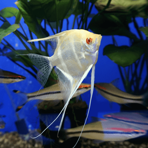 Albino Red Eye Angel