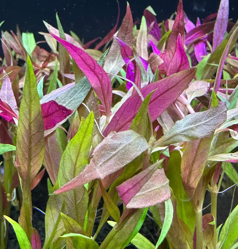 Alternanthera reineckii 'Lilacina' Purple