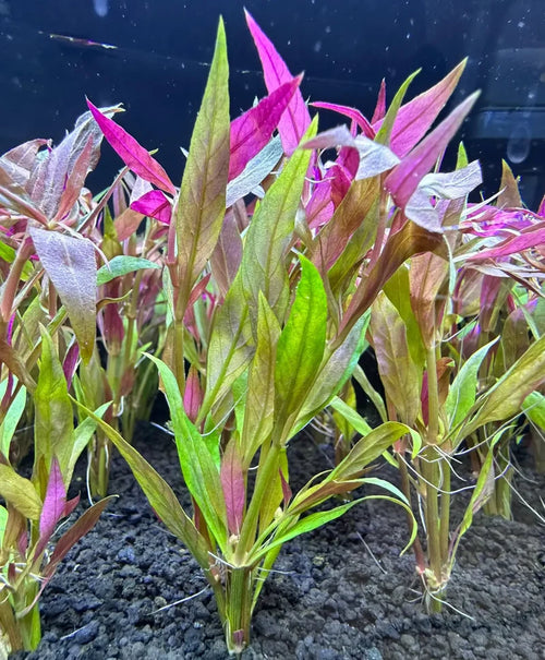 Alternanthera reineckii 'Lilacina' Purple
